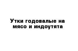 Утки годовалые на мясо и индоутята